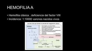 HEMOFILIA A
• Hemofilia clásica , deficiencia del factor VIII
• Incidencia: 1:10000 varones nacidos vivos
 