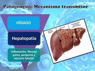 HÍGADO


Hepatopatía

Inflamación, fibrosis
  porta, periporta y
   necrosis lobular
 