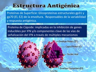 Proteínas de Superficie: Glicoproteínas estructurales gp31 y
gp70 (El, E2) de la envoltura. Responsables de la variabilidad
y respuesta antigénica.

Proteína de Cápside: implicadas en la inhibición de genes
inducibles por IFN y/o componentes clave de las vías de
señalización del IFN a través de múltiples mecanismos
 