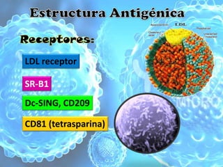 LDL receptor

SR-B1
Dc-SING, CD209

CD81 (tetrasparina)
 