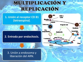1. Unión al receptor CD 81
      (tetraespina).




2. Entrada por endocitosis.




  3. Unión a endosoma y
    liberación del ARN.
 