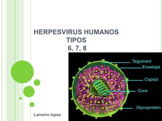 HERPESVIRUS HUMANOS
       TIPOS
        6, 7, 8




Lameiro lopez
 