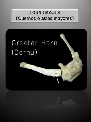 Cornu majus
(Cuernos o astas mayores)
 