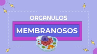 MEMBRANOSOS
ORGANULOS
 
