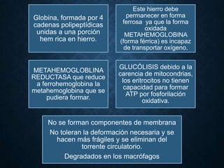Globina, formada por 4
cadenas polipeptídicas
unidas a una porción
hem rica en hierro.

Este hierro debe
permanecer en forma
ferrosa ya que la forma
oxidada
METAHEMOGLOBINA
(forma férrica) es incapaz
de transportar oxígeno.

METAHEMOGLOBLINA
REDUCTASA que reduce
a ferrohemoglobina la
metahemoglobina que se
pudiera formar.

GLUCÓLISIS debido a la
carencia de mitocondrias,
los eritrocitos no tienen
capacidad para formar
ATP por fosforilación
oxidativa.

No se forman componentes de membrana
No toleran la deformación necesaria y se
hacen más frágiles y se eliminan del
torrente circulatorio.
Degradados en los macrófagos

 