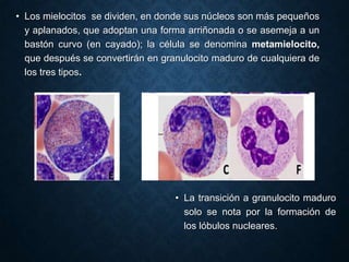 Los granulocitos circulantes en el torrente circulatorio se dividen en dos pool y
dos desviaciones:
• POOL CIRCULANTE: Son todos los granulocitos que se encuentran en la
sangre.
• POOL MARGINAL: Son todos los granulocitos que se encuentran adheridos
al endotelio de las paredes vasculares.
• Desviación a la izquierda: Existe un mayor porcentaje de metamielocitos en
la sangre.
• Desviación a la derecha: Existe un mayor porcentaje de granulocitos
hipersegmentados circulantes en la sangre.

 