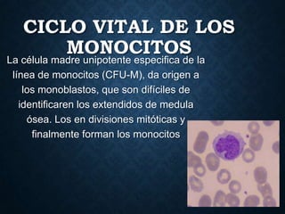 CICLO VITAL DE LOS
TROMBOCITOS
• Se forma por fragmentación de células gigantes
denominadas megacariocitos, en el adulto se encuentra
sobre todo en la medula ósea, donde se forman, y en la
sangre periférica su tamaño oscila entre 50-100 um de
diámetro. El núcleo es grande con numerosos lóbulos de
tamaño variable. Es poliploide, el abundante citoplasma es
apenas eosinofilo y contiene numerosas gránulos
azurofilos pequeños, el borde basófilo extremo del
citoplasma carece de gránulos o de otras organelas.
• La célula madre unipotente especifica de la línea de los
megacariocitos, y por lo tanto de los megacariocitos, CFUMeg, da origen a megacarioblasto, que es la primera
célula identificable de la serie trombocitica.

 