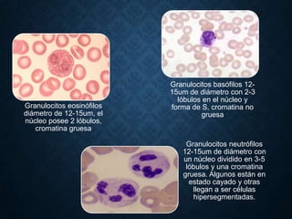 Granulocitos eosinófilos
diámetro de 12-15um, el
núcleo posee 2 lóbulos,
cromatina gruesa

Granulocitos basófilos 1215um de diámetro con 2-3
lóbulos en el núcleo y
forma de S, cromatina no
gruesa

Granulocitos neutrófilos
12-15um de diámetro con
un núcleo dividido en 3-5
lóbulos y una cromatina
gruesa. Algunos están en
estado cayado y otras
llegan a ser células
hipersegmentadas.

 