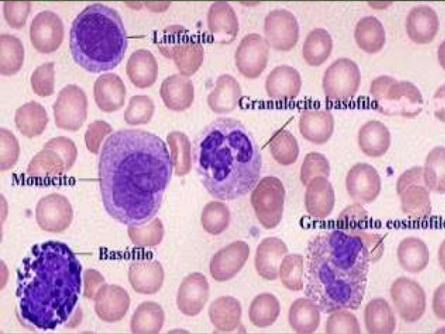 SANGRE, HISTOLOGIA
