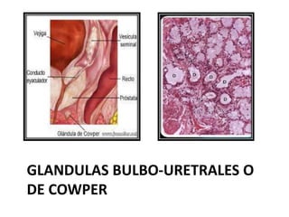GLANDULAS BULBO-URETRALES O
DE COWPER
 