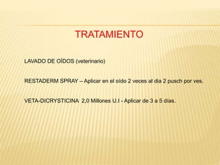 Expo hongos | PPTX
