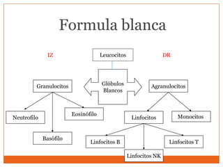 Formula blanca
              IZ                     Leucocitos                   DR




         Granulocitos                Glóbulos              Agranulocitos
                                     Blancos



                        Eosinófilo                                     Monocitos
Neutrofilo                                         Linfocitos


             Basófilo
                               Linfocitos B                        Linfocitos T

                                                  Linfocitos NK
 