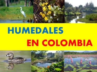 HUMEDALES
EN COLOMBIA
 