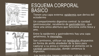 ESQUEMA CORPORAL
BASICO
Tienen una capa externa: epidermis que deriva del
ectodermo
Un compartimento digestivo central: la cavidad
gastrovascular, recubierto de gastrodermis , que
tiene una única abertura que funciona como boca y
ano.
Entre la epidermis y gastrodermis hay una capa
gelatinosa, la mesoglea.
Son carnívoros, utilizan sus tentáculos dispuestos
en forma de anillo alrededor de la boca para
capturar a su presa e introducir el alimento en la
cavidad gastrovascular, donde comienza la
digestión.
 