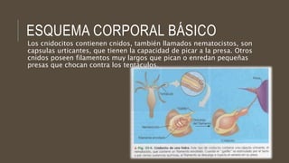 ESQUEMA CORPORAL BÁSICO
Los cnidocitos contienen cnidos, también llamados nematocistos, son
capsulas urticantes, que tienen la capacidad de picar a la presa. Otros
cnidos poseen filamentos muy largos que pican o enredan pequeñas
presas que chocan contra los tentáculos.
 
