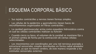 ESQUEMA CORPORAL BÁSICO
 Sus tejidos contráctiles y nervios tienen formas simples.
 Las células de la epidermis y gastrodermis tienen haces de
microfilamentos organizados en fibras contráctiles .
 La cavidad gastrovascular actúa como esqueleto hidrostático contra
el cual las células contráctiles realizan su función
 Cuando cierra su boca, el volumen de la cavidad se mantiene fijo y
el animal cambia de forma por la contracción de ciertas células
seleccionadas.
 Los movimientos son coordinados por una red nerviosa asociada a
estructural sensoriales simples distribuidas en forma radial alrededor
de cuerpo, ya que no tienen cerebro, de este manera responde a los
estímulos sensoriales externos
 