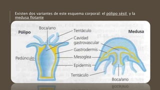 Existen dos variantes de este esquema corporal: el pólipo sésil y la
medusa flotante
 