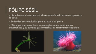 PÓLIPO SÉSIL
 Se adhieren al sustrato por el extremo aboral ( extremo opuesto a
la boca.
 Extienden sus tentáculos para atrapar a su presa
 Tiene paredes muy finas, su mesoglea se encuentra poco
desarrollada y su cavidad gastrovascular es relativamente grande.
Hidra Anémona
 