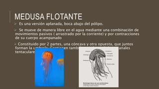 MEDUSA FLOTANTE
 Es una versión aplanada, boca abajo del pólipo.
 Se mueve de manera libre en el agua mediante una combinación de
movimientos pasivos ( arrastrado por la corriente) y por contracciones
de su cuerpo acampanado
 Constituido por 2 partes, una cóncava y otra opuesta, que juntos
forman la umbrela. Contienen también canales radiales y canales
tentaculares.
 