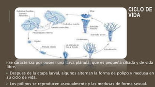 CICLO DE
VIDA
Se caracteriza por poseer una larva plánula, que es pequeña ciliada y de vida
libre.
 Despues de la etapa larval, algunos alternan la forma de polipo y medusa en
su ciclo de vida.
 Los pólipos se reproducen asexualmente y las medusas de forma sexual.
 