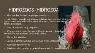 HIDROZOOS (HIDROZOA)
 Alternan las formas de pólipo y medusa
 Las hidras, uno de los pocos cnidarios que se encuentra en
agua dulce, son hidrozoos excepcionales , pues solo existen en
forma de pólipo.
 Son de tamaño muy pequeño.
 Comprenden tanto formas solitarias como coloniales,
tendiendo a prevalecer la fase de pólipo
 Mesoglea acelular
 Cavidad gastrovascular sin faringe ni mesenterios.
 Gónadas epidérmicas
 Medusas sin ropalias y generalmente velo (craspedotas)
 
