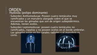 ORDEN
Hydoida (polipo dominante)
 Suborden Anthomedusae: Poseen cuatro tentáculos muy
ramificados y un manubrio alargado sobre el que se
encuentran las gónadas que son de origen subepidérmico.
Además, tienen ocelos.
 Suborden Leptomedusae: poseen cuatro tentáculos no
ramificados, ropalias y no poseen ocelos en el borde umbrelar.
Las gónadas están en los canales radiales y el manubrio es
corto.
 