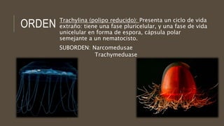 ORDEN Trachylina (polipo reducido): Presenta un ciclo de vida
extraño: tiene una fase pluricelular, y una fase de vida
unicelular en forma de espora, cápsula polar
semejante a un nematocisto.
SUBORDEN: Narcomedusae
Trachymeduase
 