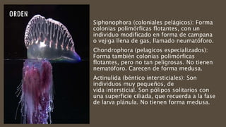 Siphonophora (coloniales pelágicos): Forma
colonias polimórficas flotantes, con un
individuo modificado en forma de campana
o vejiga llena de gas, llamado neumatóforo.
Chondrophora (pelagicos especializados):
Forma también colonias polimórficas
flotantes, pero no tan peligrosas. No tienen
nematóforo. Carecen de forma medusa.
Actinulida (béntico intersticiales): Son
individuos muy pequeños, de
vida intersticial. Son pólipos solitarios con
una superficie ciliada, que recuerda a la fase
de larva plánula. No tienen forma medusa.
 