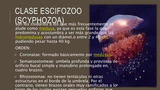 son los cnidarios a los que más frecuentemente se
alude como medusa, ya que es esta fase la que
predomina y acostumbra a ser más grande que las
hidromedusas con un diámet.o entre 2 y 40 cm,
pudiendo pesar hasta 40 kg
ORDEN:
 Coronatae: formado básicamente por medusas.
 Semaesostomeae: umbela profunda y provistos de
orificio bucal simple y manubrio prolongado en
cuatro brazos.
 Rhizostomae: no tienen tentáculos ni otras
estructuras en el borde de la umbrela; Por el
contrario, tienen brazos orales muy ramificados a lo
CLASE ESCIFOZOO
(SCYPHOZOA)
 