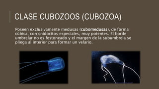 CLASE CUBOZOOS (CUBOZOA)
Poseen exclusivamente medusas (cubomedusas), de forma
cúbica, con cnidocitos especiales, muy potentes. El borde
umbrelar no es festoneado y el margen de la subumbrela se
pliega al interior para formar un velario.
 