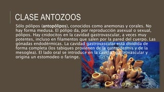 CLASE ANTOZOOS
Sólo pólipos (antopólipos), conocidos como anemonas y corales. No
hay forma medusa. El pólipo da, por reproducción asexual o sexual,
pólipos. Hay cnidocitos en la cavidad gastrovascular, a veces muy
potentes, incluso en filamentos que salen por la pared del cuerpo. Las
gónadas endodérmicas. La cavidad gastrovascular está dividida de
forma completa (los tabiques provienen de la gastrodermis y de la
mesoglea). El lado oral se introduce en la cavidad gastrovascular y
origina un estomodeo o faringe.
 