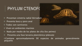PHYLUM CTENOFORO
 Presentan simetría radial (birradial)
 Presenta boca y poro anal
 Todos son carnívoros
 Viven en ambientes marinos
 Nada por medio de los platos de cilia (los peines)
 Presenta una fase larvaria planctónica (plánula)
Contiene aproximadamente 90 especies de animales generalmente
pequeño
 