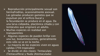  Reproducción principalmente sexual son
hermafroditas, ocasionalmente asexual.
Las gónadas producen gametos que se
expulsan por el orificio bucal y
la fecundación se produce en el agua. Da
una larva cidipedia, plactónica ciliada y con
tentáculos que originará un adulto.
 Muchas especies en realidad son
transparentes
 Algunas especies de pueden brillar con
una luz, bioluminescentes, generalmente
esto sólo se ve en la noche.
 La mayoría de las especies viven en aguas
calidas (75% tropicales)
 Se divide en dos clases: Tentaculata
(Tentaculifera) y Nuda (Atentaculada)
 