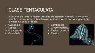 CLASE TENTACULATA
Contiene de lejos la mayor cantidad de especies conocidas; y como su
nombre indica, poseen tentáculos, aunque a veces son vestigiales. Se
dividen en ocho órdenes
 Cydippida
 Lobata
 Platyctenida
 Ganeshida
 Cambojiida
 Cryptolobiferida
 Thalassocalycida
 Cestida
 