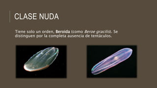 CLASE NUDA
Tiene solo un orden, Beroida (como Beroe gracilis). Se
distinguen por la completa ausencia de tentáculos.
 