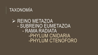 TAXONOMÍA
 REINO METAZOA
- SUBREINO EUMETAZOA
- RAMA RADIATA
-PHYLUM CNIDARIA
-PHYLUM CTENOFORO
 