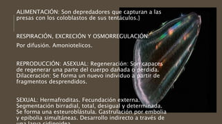 ALIMENTACIÓN: Son depredadores que capturan a las
presas con los coloblastos de sus tentáculos.}
RESPIRACIÓN, EXCRECIÓN Y OSMORREGULACIÓN:
Por difusión. Amoniotelicos.
REPRODUCCIÓN: ASEXUAL: Regeneración: Son capaces
de regenerar una parte del cuerpo dañada o perdida.
Dilaceración: Se forma un nuevo individuo a partir de
fragmentos desprendidos.
SEXUAL: Hermafroditas. Fecundación externa.
Segmentación birradial, total, desigual y determinada.
Se forma una esteuroblástula. Gastrulación por embolia
y epibolia simultáneas. Desarrollo indirecto a través de
 