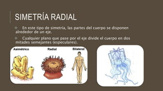 SIMETRÍA RADIAL
 En este tipo de simetría, las partes del cuerpo se disponen
alrededor de un eje.
 Cualquier plano que pase por el eje divide el cuerpo en dos
mitades semejantes (especulares).
 