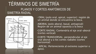 TÉRMINOS DE SIMETRÍA
PLANOS Y CORTES ANATÓMICOS DE
SIMETRÍA RADIAL
• ORAL (polo oral, apical, superior): región de
un animal donde se encuentra la boca.
•ABORAL (polo aboral, basal, antiapical):
Región de un animal opuesta a la boca
•CORTE RADIAL: Contendría el eje oral-aboral
(cortes vertical)
•CORTE TRANSVERSAL: perpendicular al eje
oral aboral y a los cortes radiales (cortes
horizontal)
• APICAL: Perteneciente al extremo superior o
ápice.
 