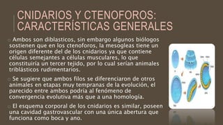 CNIDARIOS Y CTENOFOROS:
CARACTERÍSTICAS GENERALES
o Ambos son diblasticos, sin embargo algunos biólogos
sostienen que en los ctenoforos, la mesogleas tiene un
origen diferente del de los cnidarios ya que contiene
células semejantes a células musculares, lo que
constituiría un tercer tejido, por lo cual serían animales
triblásticos rudimentarios.
o Se sugiere que ambos filos se diferenciaron de otros
animales en etapas muy tempranas de la evolución, el
parecido entre ambos podría al fenómeno de
convergencia evolutiva más que a una homología.
o El esquema corporal de los cnidarios es similar, poseen
una cavidad gastrovascular con una única abertura que
funciona como boca y ano.
 