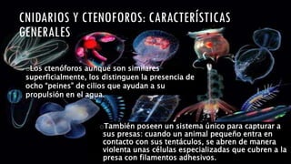 oLos ctenóforos aunque son similares
superficialmente, los distinguen la presencia de
ocho “peines” de cilios que ayudan a su
propulsión en el agua.
oTambién poseen un sistema único para capturar a
sus presas: cuando un animal pequeño entra en
contacto con sus tentáculos, se abren de manera
violenta unas células especializadas que cubren a la
presa con filamentos adhesivos.
 