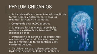 PHYLUM CNIDARIOS
o Se han diversificado en un intervalo amplio de
formas sésiles y flotantes, entre ellas las
medusas, los corales y las hidras.
o Comprende unas 9,000 especies
o Su registro fósil es el más largo de los
metazoos, existen desde hace unos 570
millones de años
o Pertenecen a la partes de los organismos
marinos que forman el plancton, pues no
pueden moverse de forma contraria a las
corrientes de agua.
o Se dividen en cuatro clases principales:
Hydrozoa, Scyphozoa, Cubozoa, Anthozoa
 