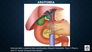 ANATOMIA
Vesícula biliar y sistema biliar extrahepático Margrét Oddsdóttir, Thai H. Pham y
John G. Hunter Schwartz 9na edición.
 