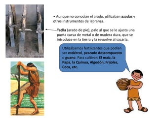 Utilizábamos fertilizantes que podían
ser estiércol, pescado descompuesto
o guano. Para cultivar: El maíz, la
Papa, la Quinua, Algodón, Frijoles,
Coca, etc.
• Aunque no conocían el arado, utilizaban azadas y
otros instrumentos de labranza.
Taclla (arado de pie), palo al que se le ajusta una
punta curva de metal o de madera dura, que se
introduce en la tierra y la revuelve al sacarla.
 