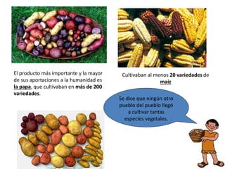 El producto más importante y la mayor
de sus aportaciones a la humanidad es
la papa, que cultivaban en más de 200
variedades.
Cultivaban al menos 20 variedades de
maíz
Se dice que ningún otro
pueblo del pueblo llegó
a cultivar tantas
especies vegetales.
 