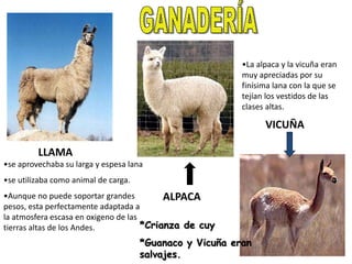 LLAMA
•La alpaca y la vicuña eran
muy apreciadas por su
finísima lana con la que se
tejían los vestidos de las
clases altas.
•se aprovechaba su larga y espesa lana
•se utilizaba como animal de carga.
•Aunque no puede soportar grandes
pesos, esta perfectamente adaptada a
la atmosfera escasa en oxigeno de las
tierras altas de los Andes.
ALPACA
VICUÑA
*Crianza de cuy
*Guanaco y Vicuña eran
salvajes.
 