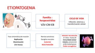 ETIOPATOGENIA
Familia :
herpesviridae
VZV-CM-EB
CICLO DE VIDA
Infección, latencia y
transformación celular
Fase sintomátic...