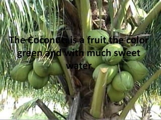TheCoconut: is a fruitthe color green and withmuchsweetwater