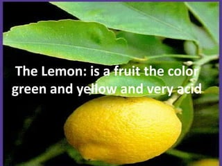 TheLemon: is a fruitthe color green and yellow and veryacid
