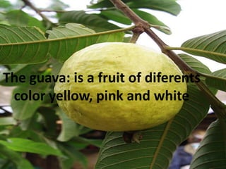 Theguava: is a fruit of diferents color yellow, pink and white